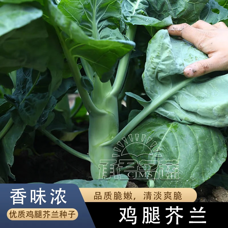 甜脆鸡腿芥兰种子早中熟芥蓝种子耐热耐寒营养高钙生吃四季播蔬菜