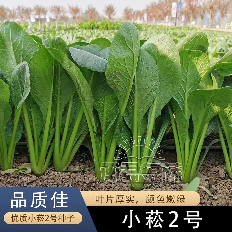 速生小菘2号菘菜种子四季小松菜种籽油菜小白菜春秋阳台蔬菜种孑