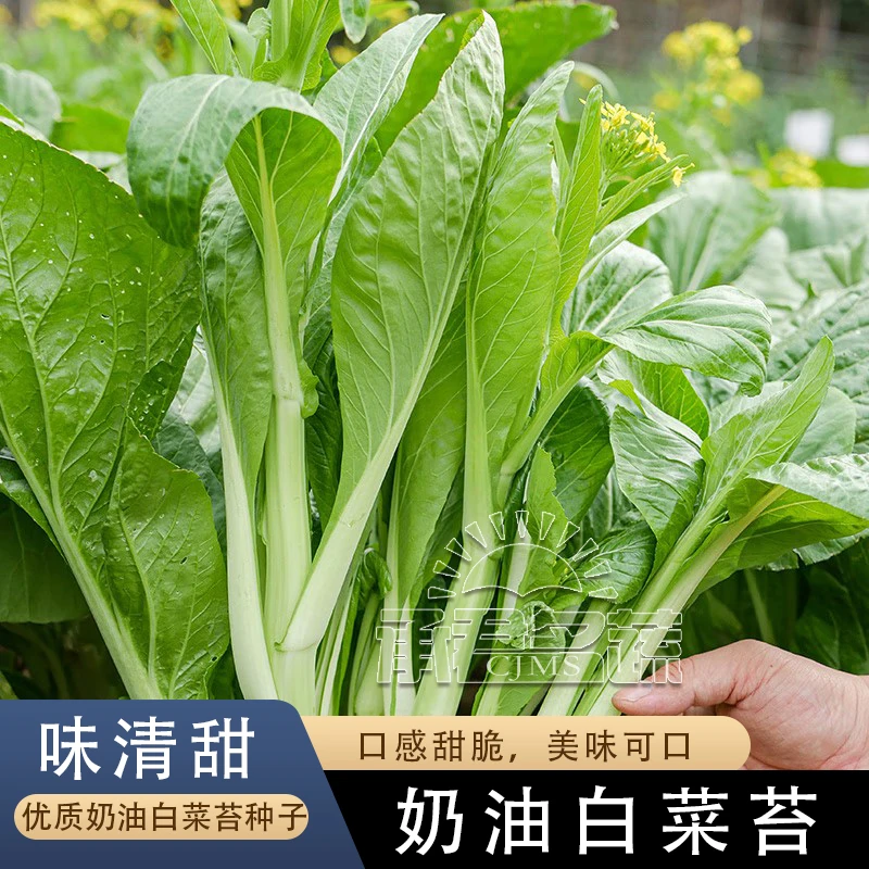甜脆早熟白菜苔种子菜种籽秋冬季种白菜心种孑蔬菜种四季菜薹种籽