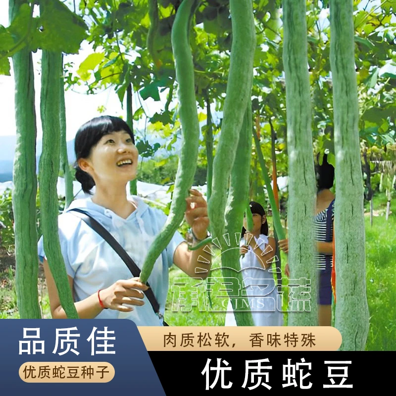 蛇豆种子青瓜春夏四季盆栽观赏食爬藤阳台种籽龙豆角蛇瓜蔬菜种子