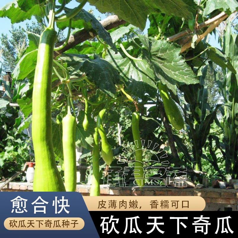 长青砍瓜种籽春秋四季高产特大砍瓜种孑农家巨型瓜果蔬菜种子大全