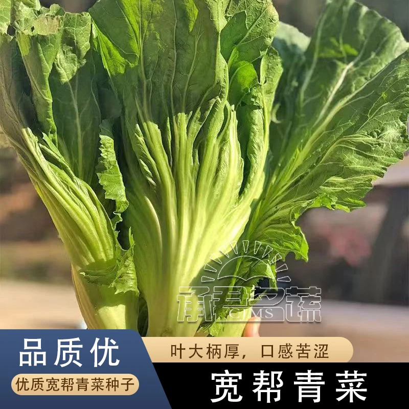 宽帮青菜种子春秋四季高产大叶蔬菜种孑可腌制阳台盆栽农家菜籽种