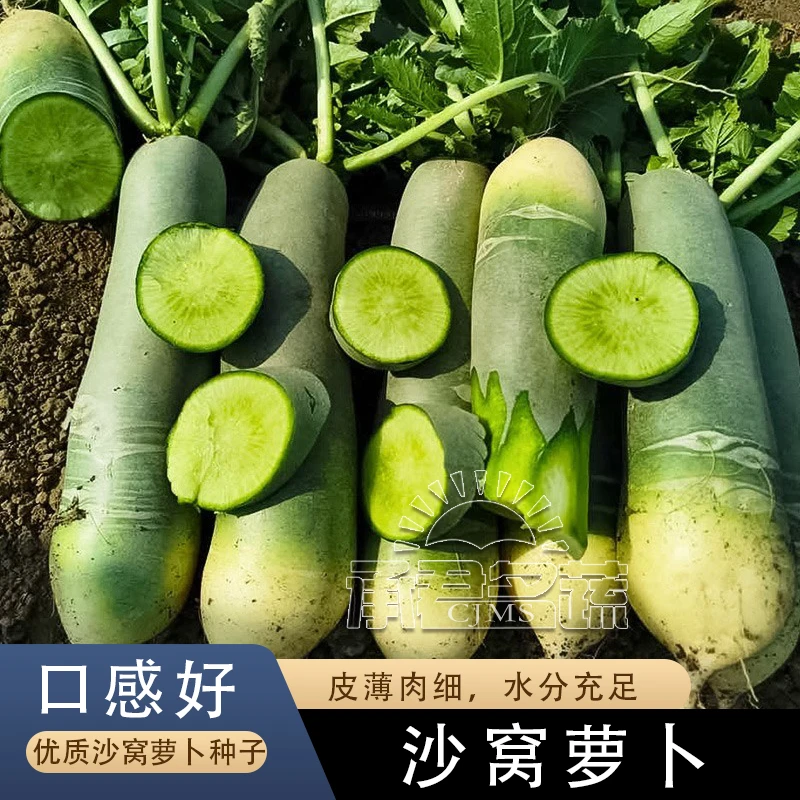 沙窝萝卜种子青萝卜种籽秋四季盆栽沙窝水果萝卜种子大全蔬菜种孑
