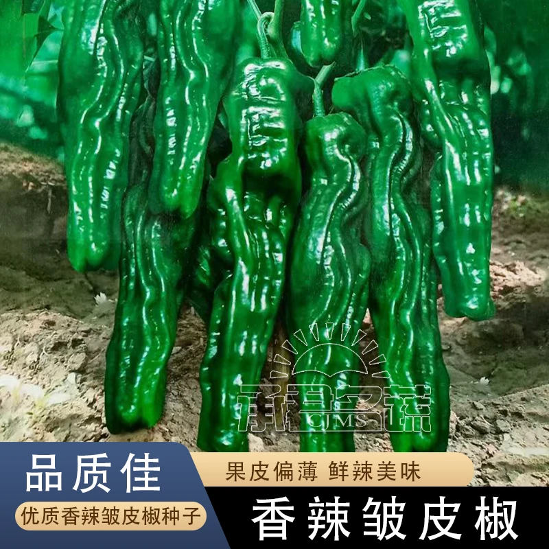 香辣皱皮辣椒种子薄皮辣椒麻辣椒种籽中辣四季种植盆栽籽种蔬菜孑