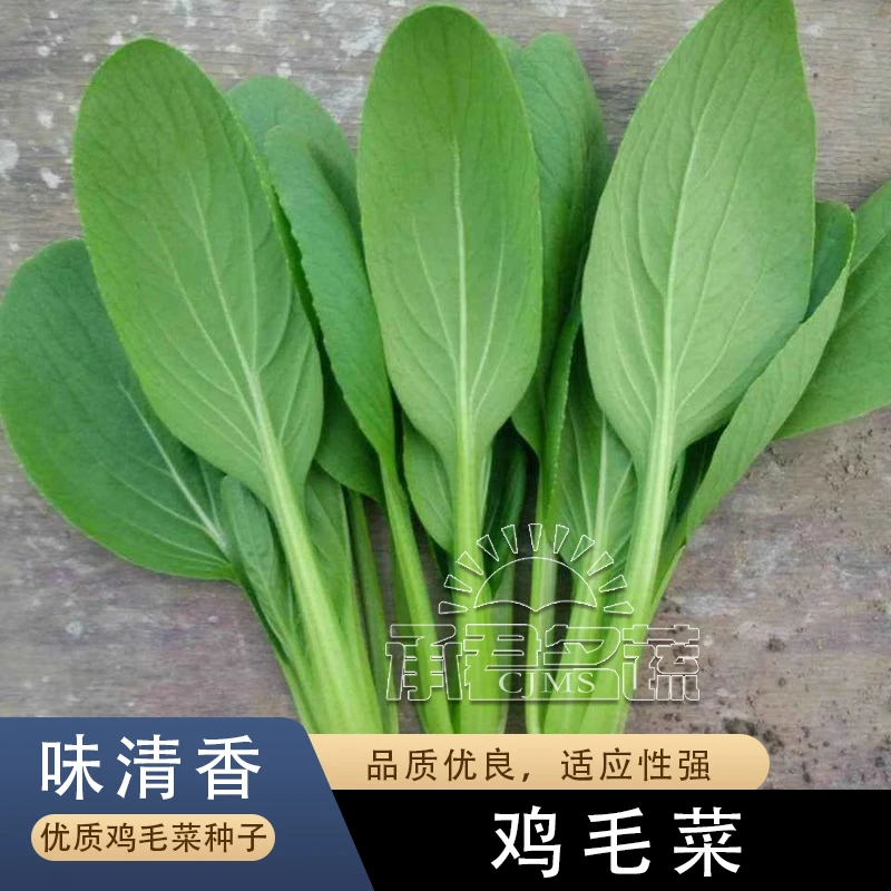 四季鸡毛菜种子种籽速生上海青鸡毛菜种孑小青菜蔬菜种孑大全盆栽