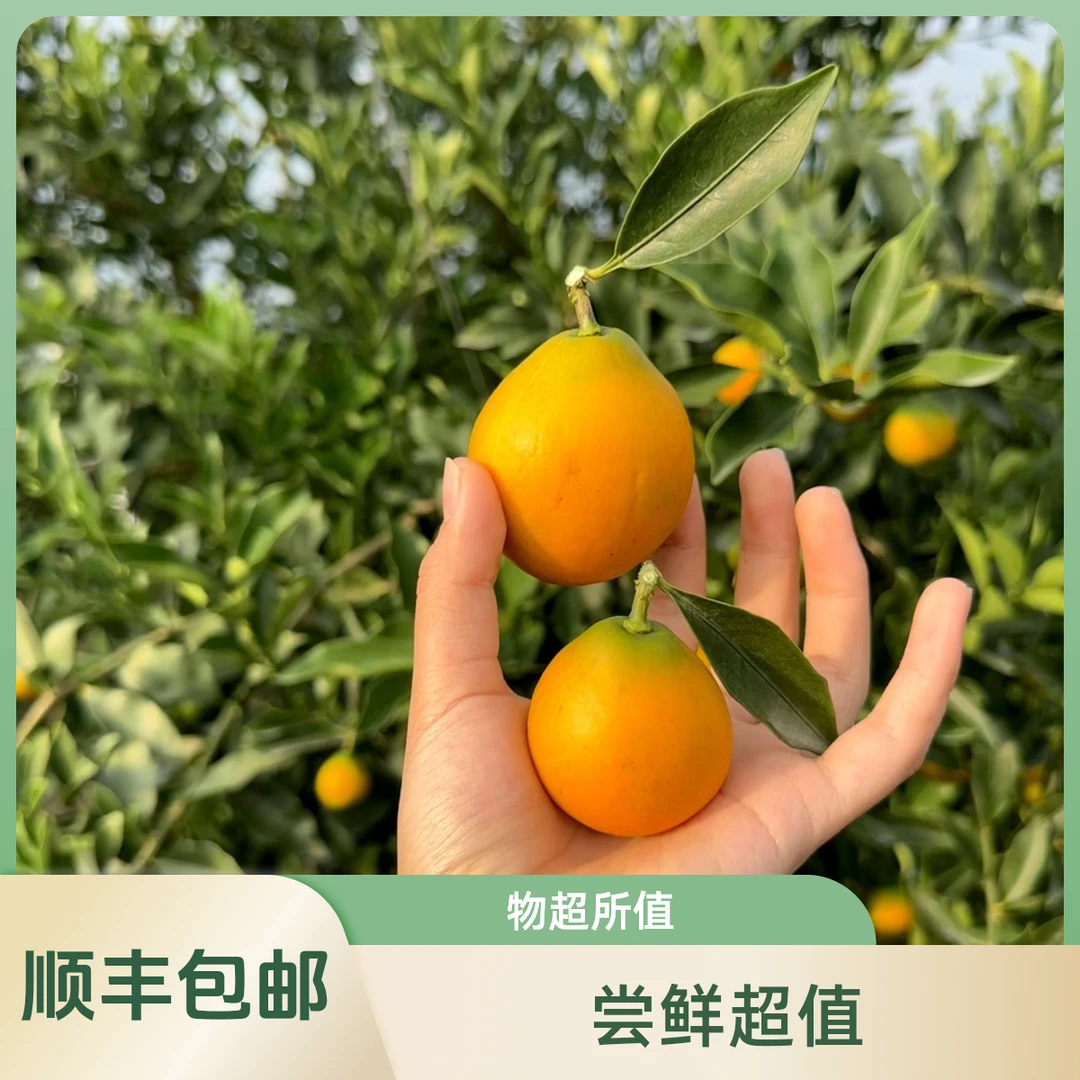 融安脆蜜金桔【一斤装】广西融安第三代皮薄多汁甜度高果园现摘新鲜