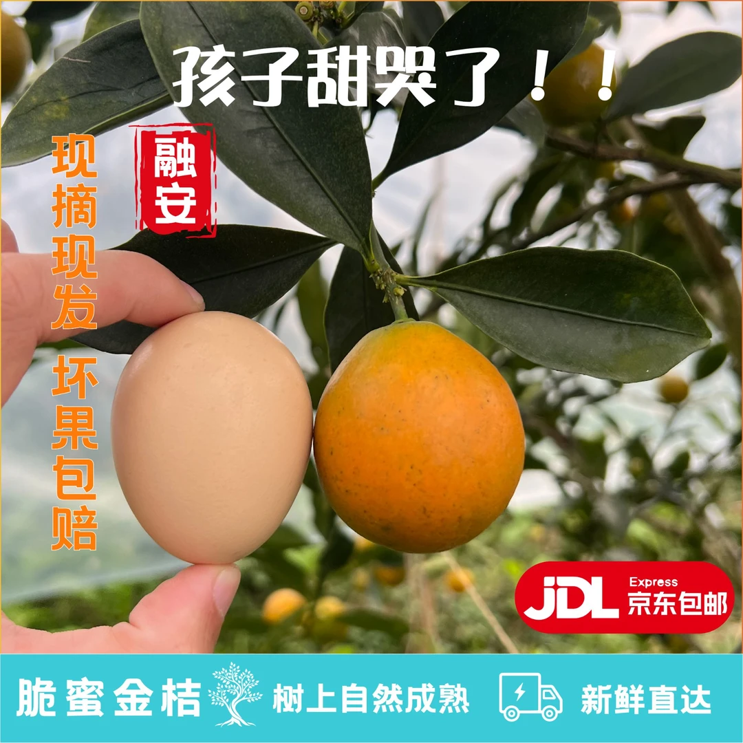 2/4斤装（标王果王）融安金桔脆蜜金桔