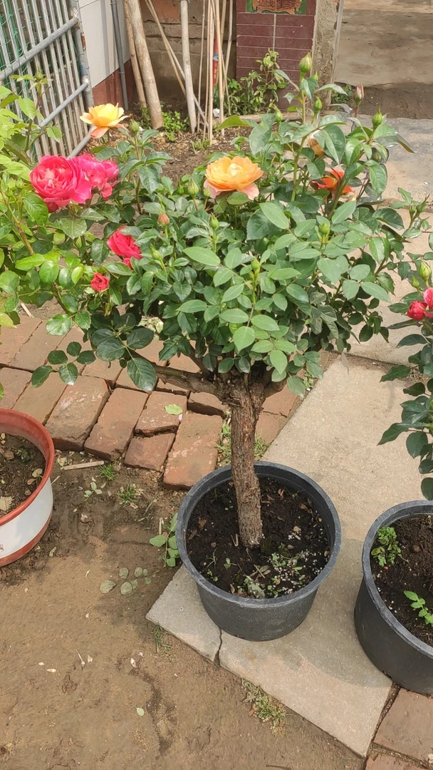 精品老桩树月，欧月，观赏阳台，庭院