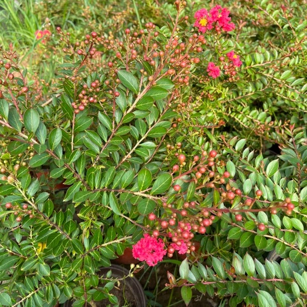 1号盆景紫薇一物一拍花卉盆栽