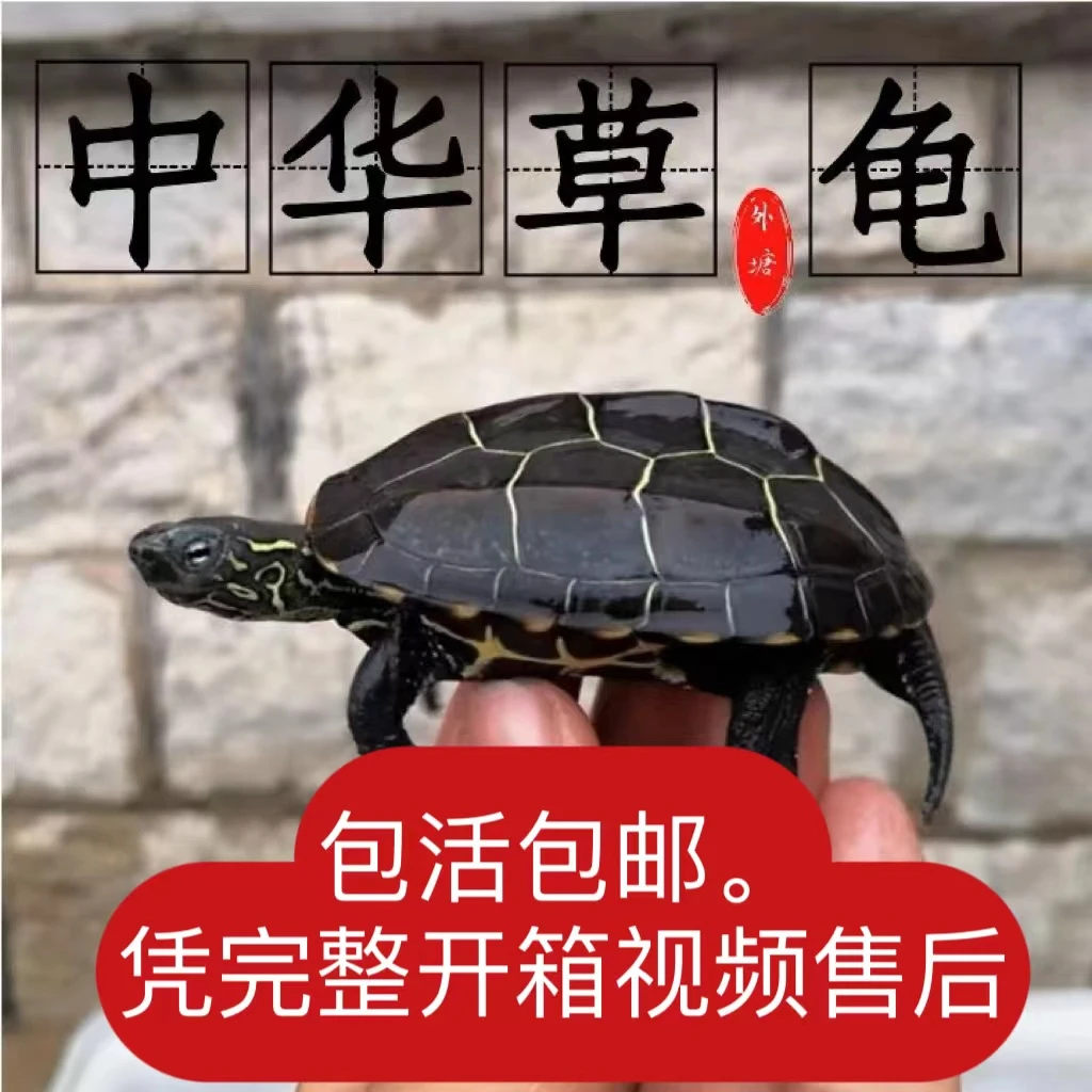 直播间选龟链接，合法养殖。单独下不发。