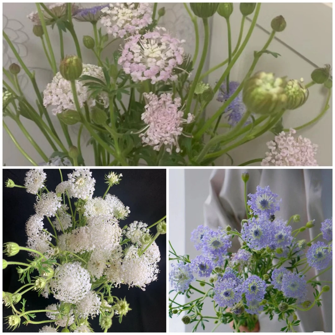 夏日清爽翠珠鲜切花莫奈花园风新鲜好看