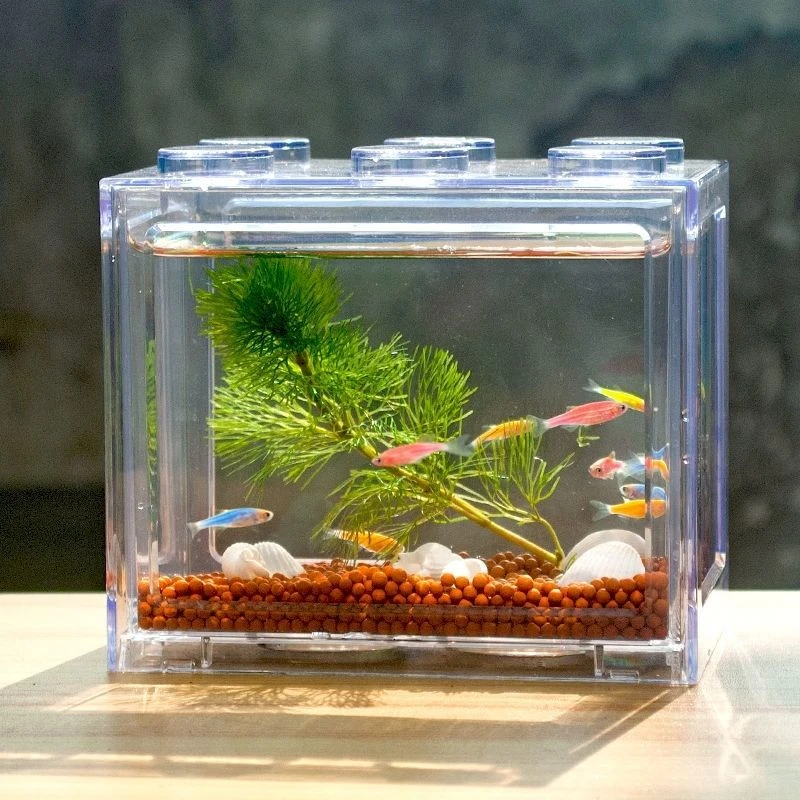 积木斗鱼盒缸迷你小型造景桌面杯创意生态微景观盒海藻球摆摊神器
