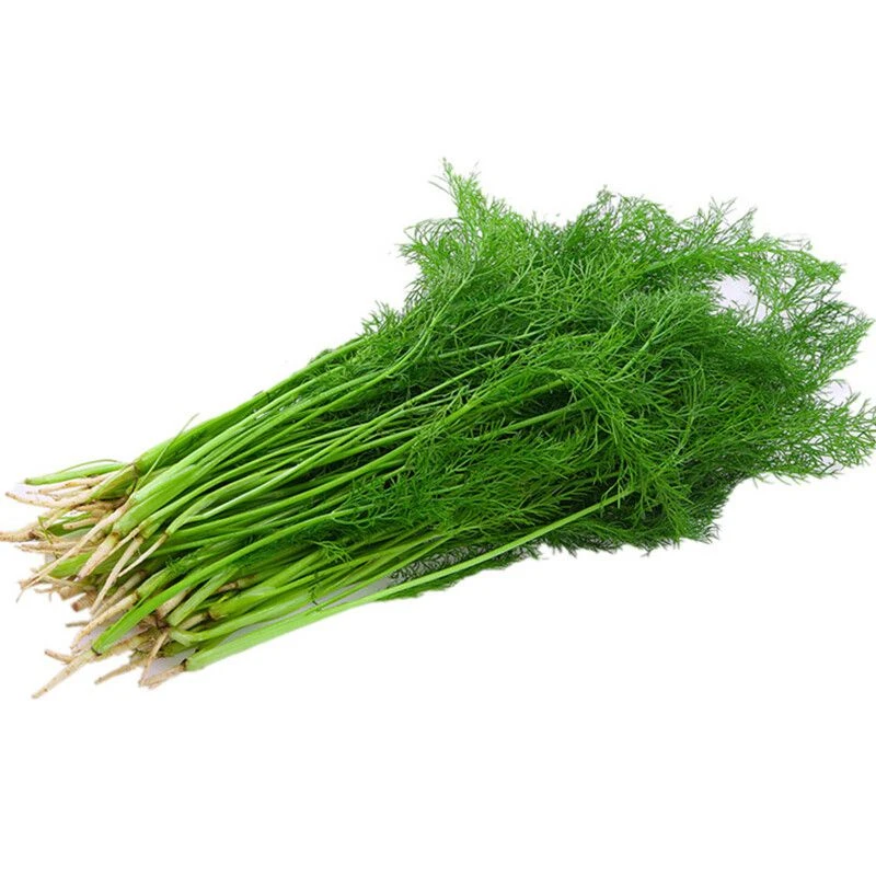 茴香苗.约500g/份