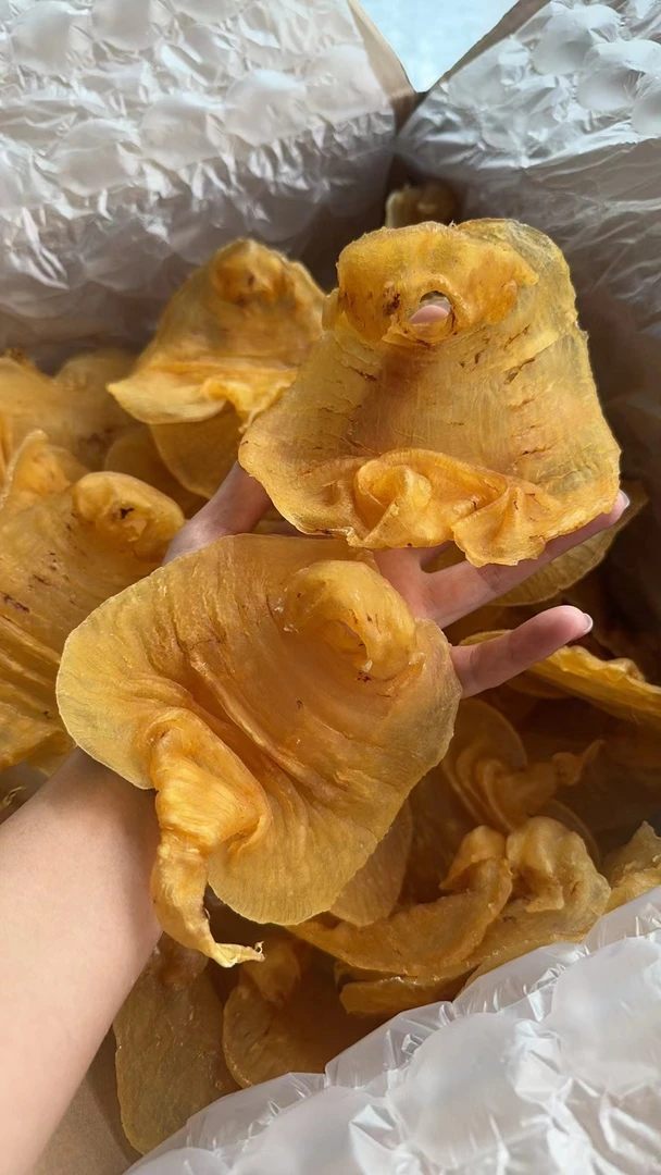 湛江老赤嘴母肚老胶鱼胶