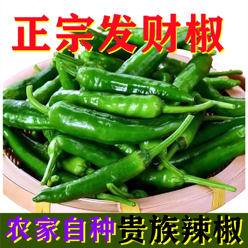 【中辣鲜香】湖南正宗樟树港辣椒青椒特产新鲜采摘现摘现发小青椒