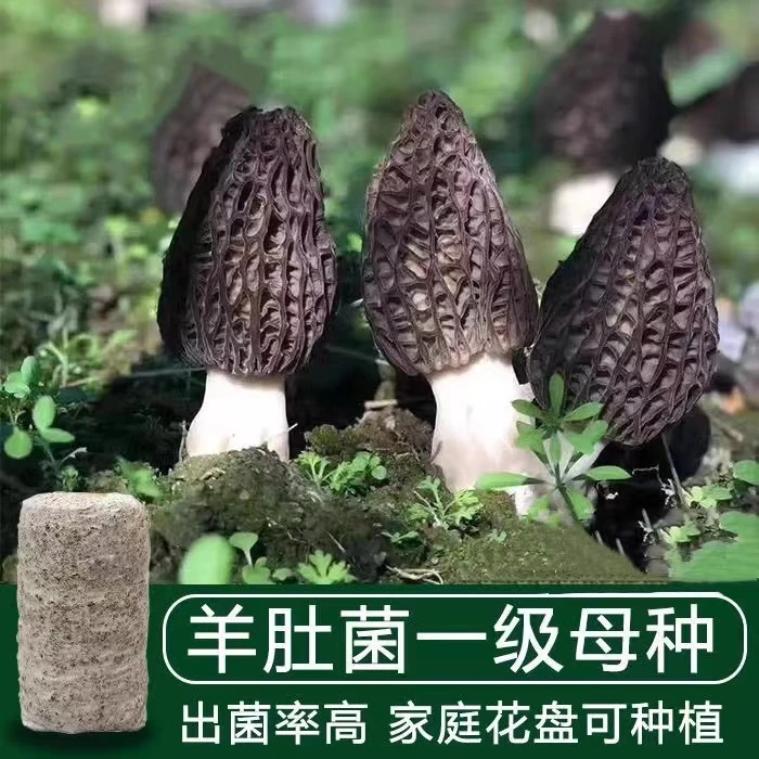 羊肚菌菌种不出包赔高产母种蘑菇菌种速产食用菌菌包阳台盆栽种植
