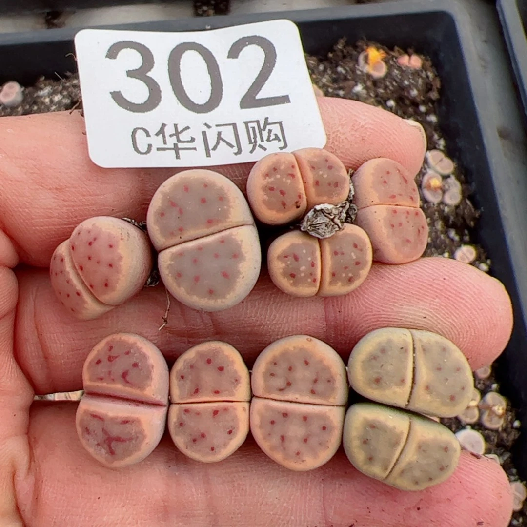 我很喜欢这个C302