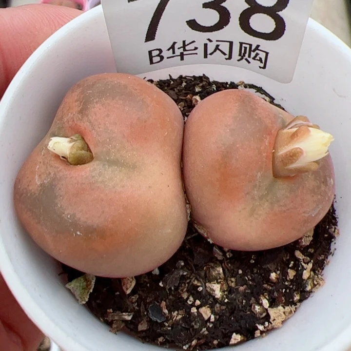 【闪购商品】无****儿我很喜欢这个B738
