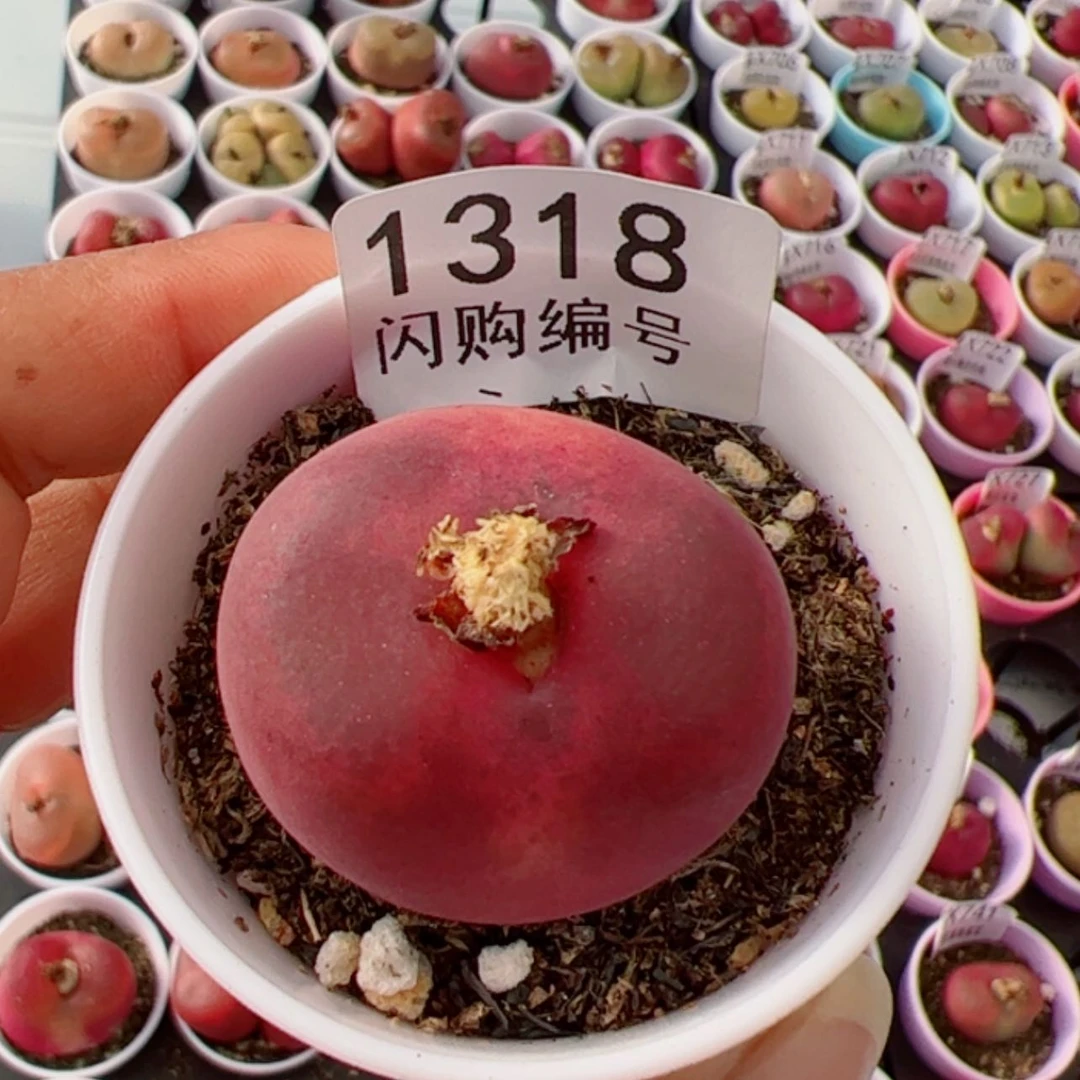 【闪购商品】我很喜欢1318