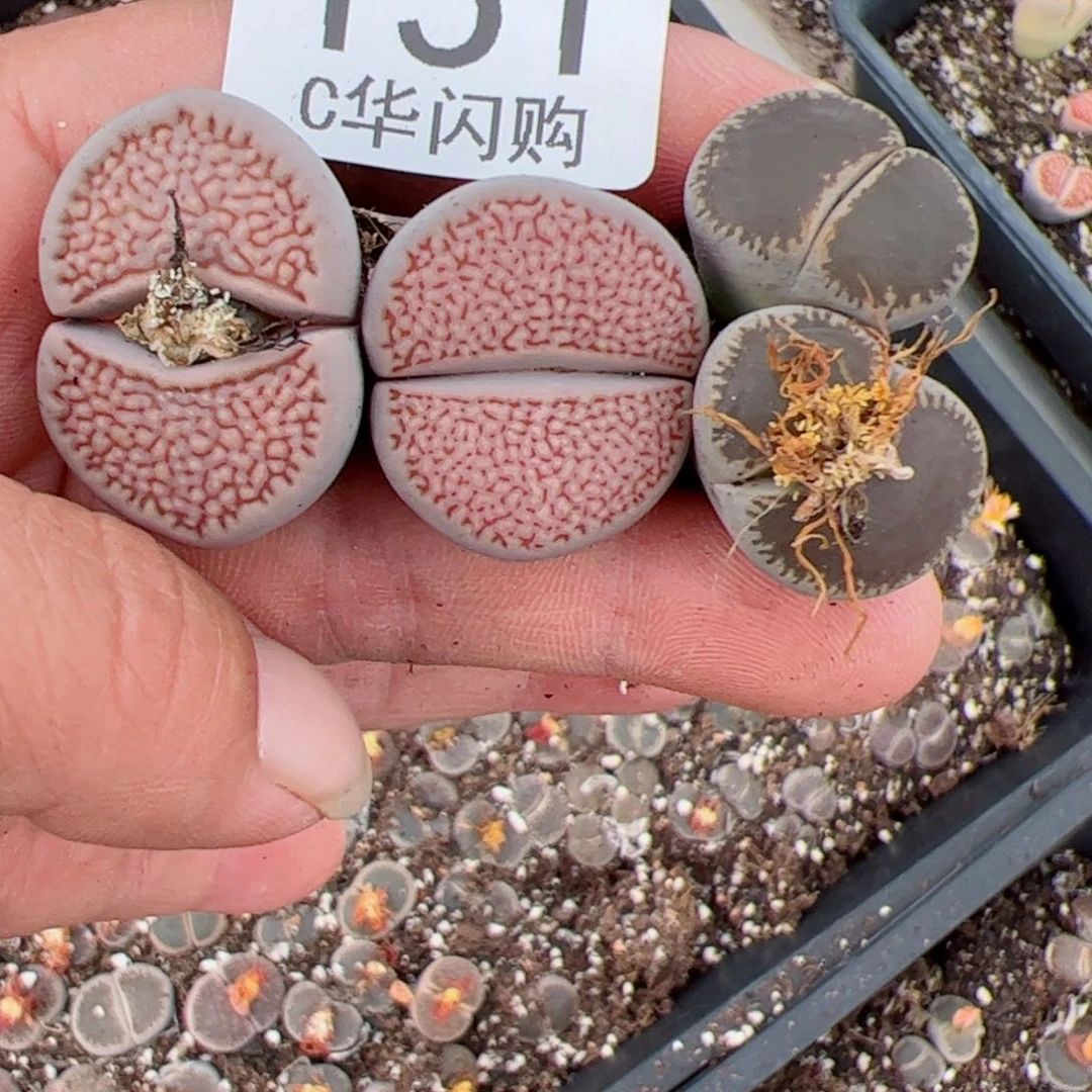 我很喜欢这个C151