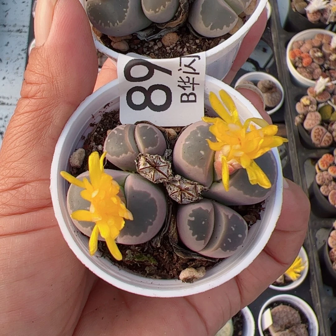 何*我很喜欢这个B897