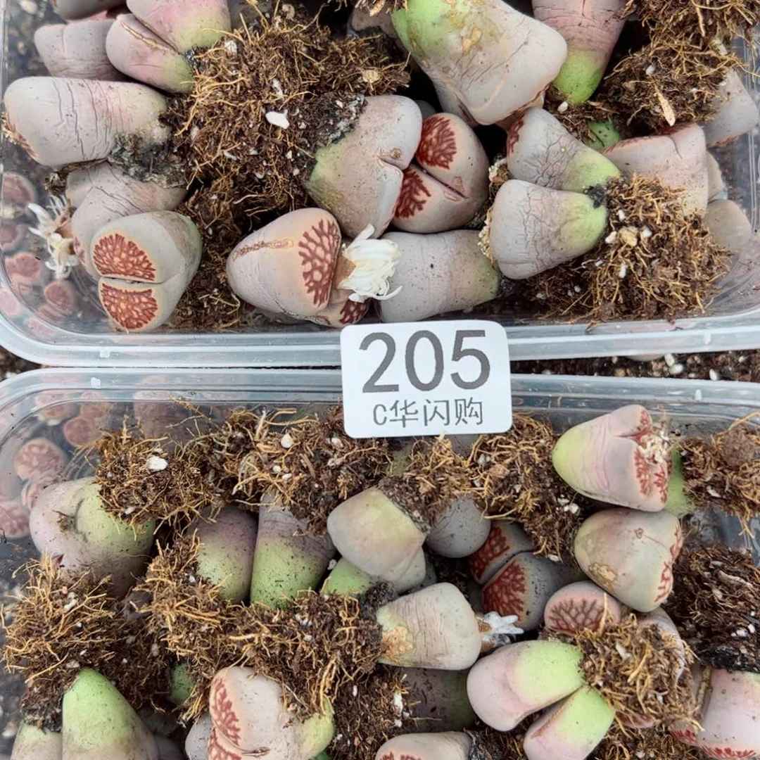 我很喜欢这个C205