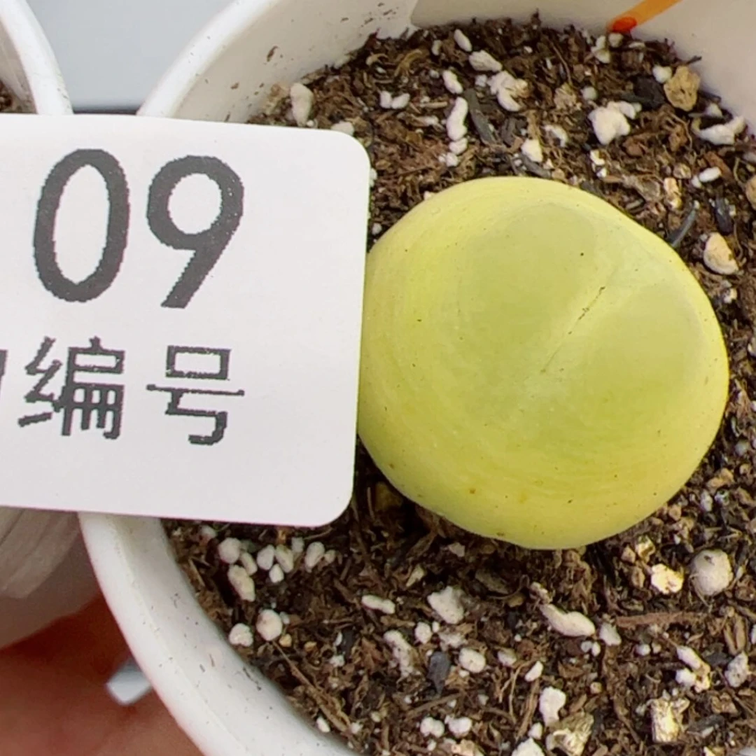 【闪购商品】用****41109