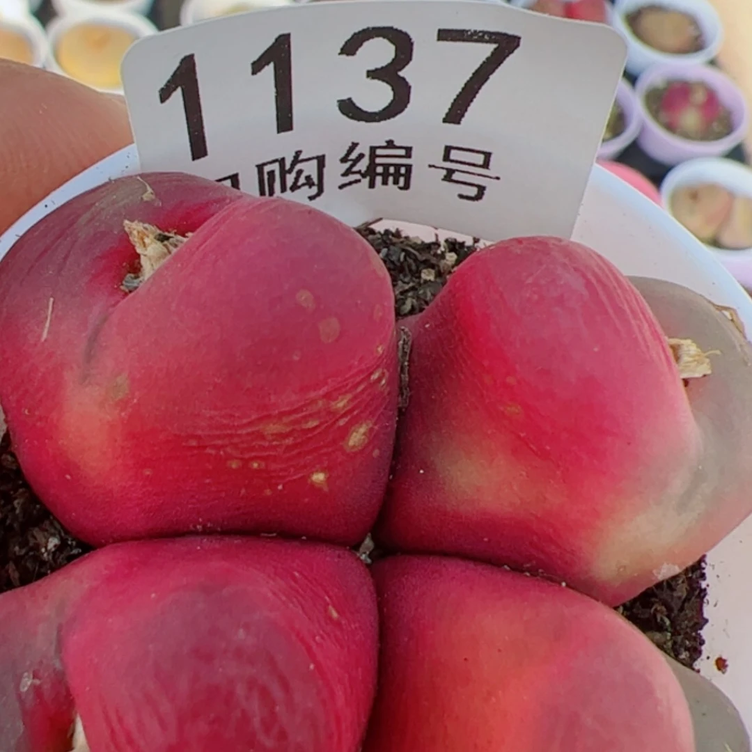 【闪购商品】信**李我是真的喜欢这个1137