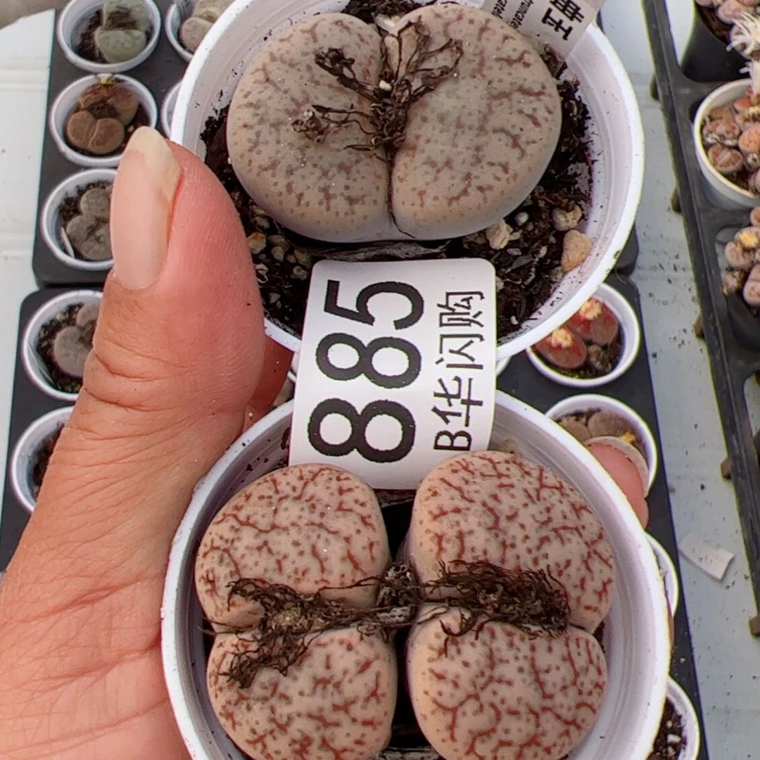 我很喜欢这个B885