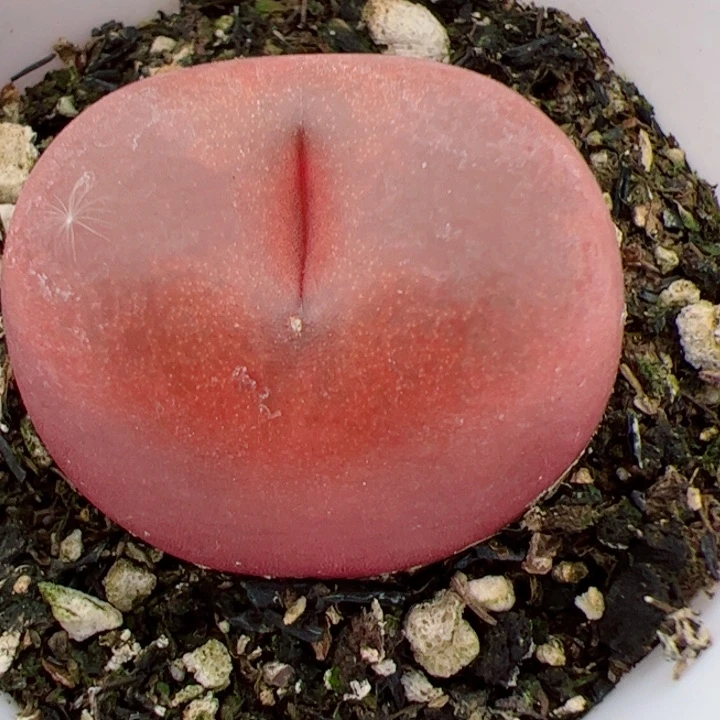 【闪购商品】懒**情我很喜欢这个B558