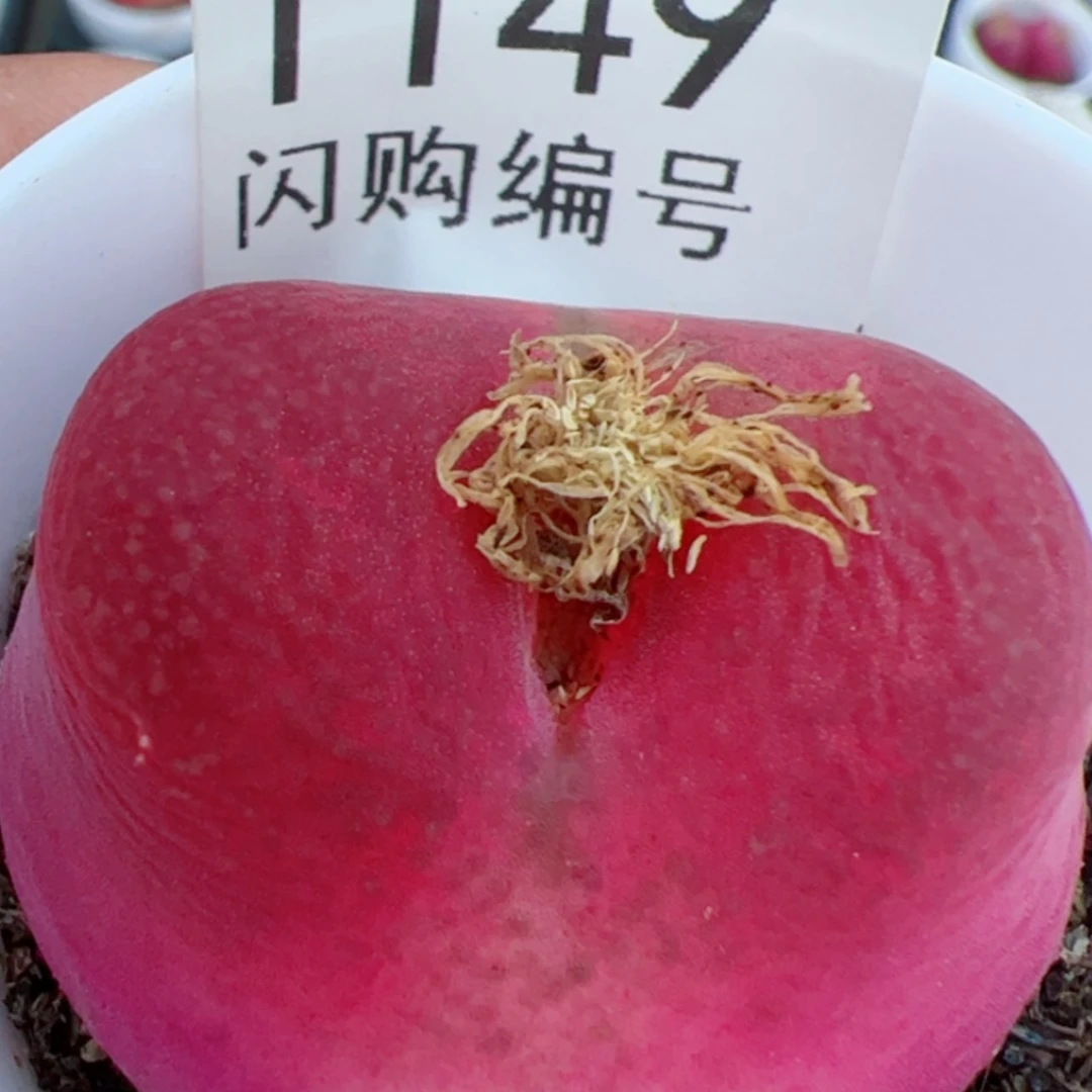 【闪购商品】别*.我是真的喜欢这个1149