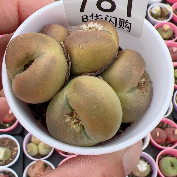 【闪购商品】?*的我很喜欢这个B781