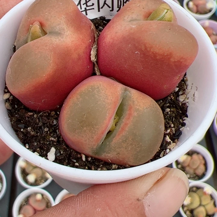 【闪购商品】一****Y我很喜欢这个B734