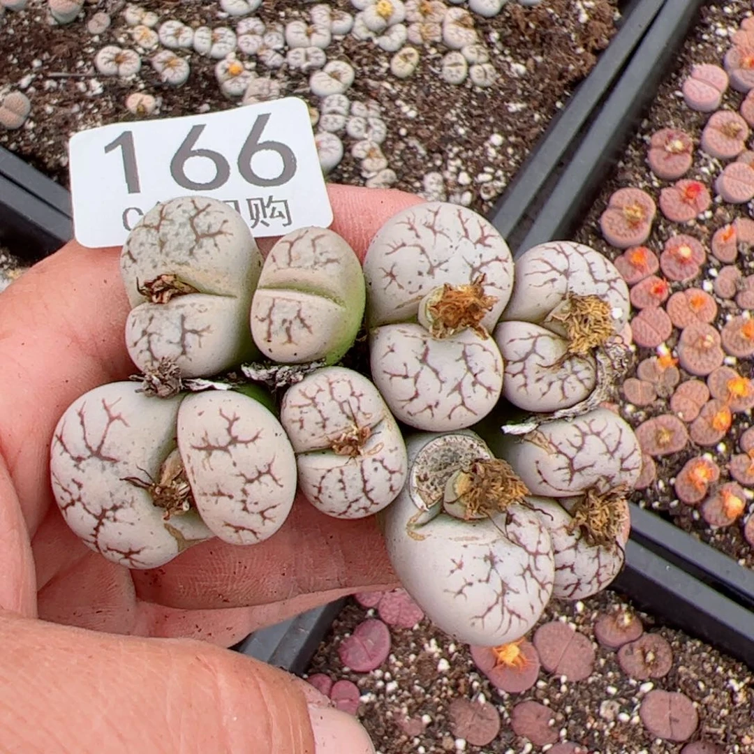 我很喜欢这个C166