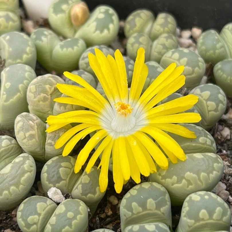 邮费补差多肉植物番杏科4年毛汉尼