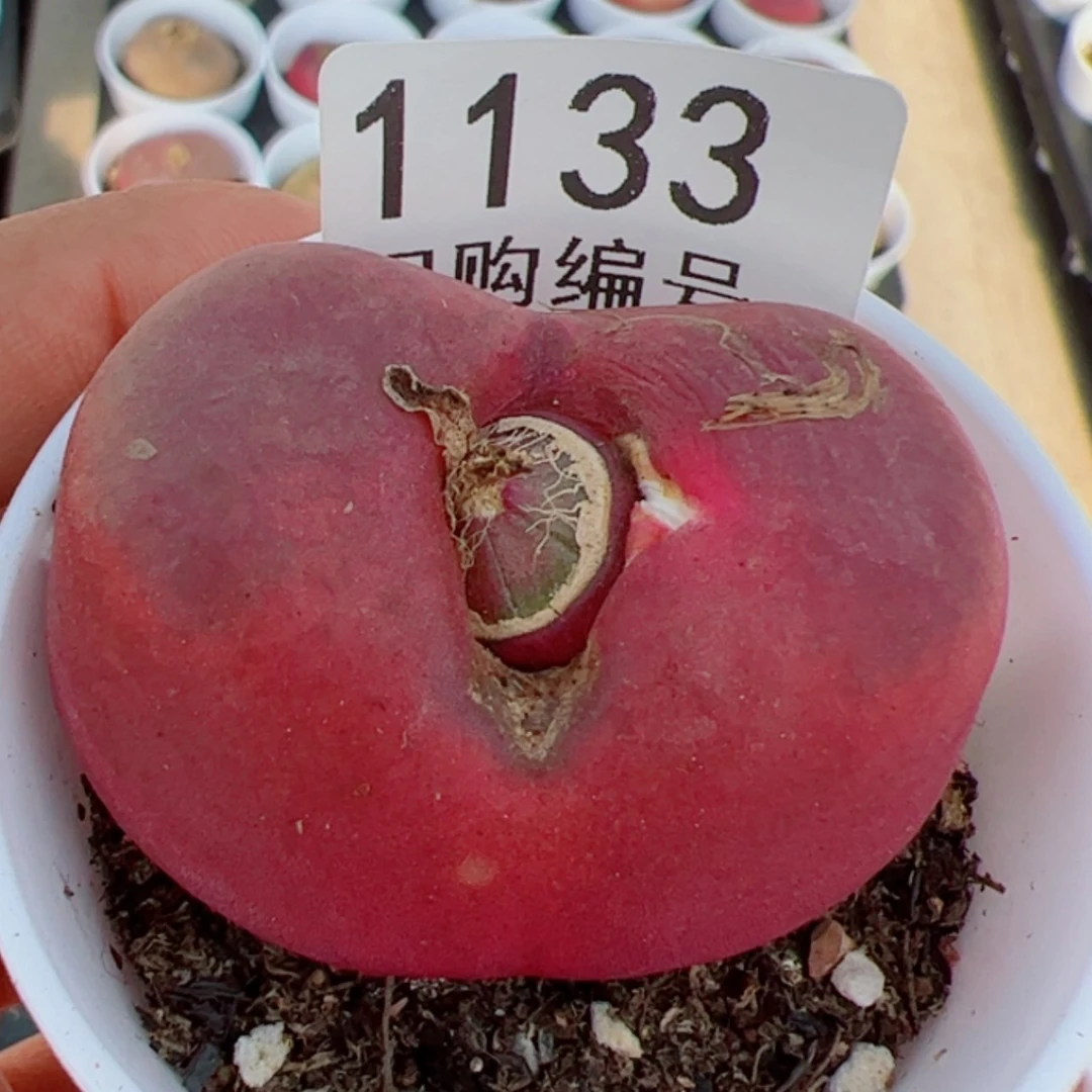 【闪购商品】丢****物我是真的喜欢你1133