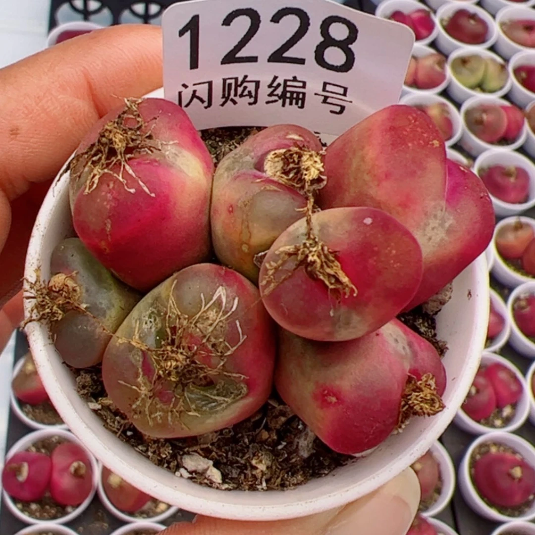 【闪购商品】I***璐我很喜欢1228