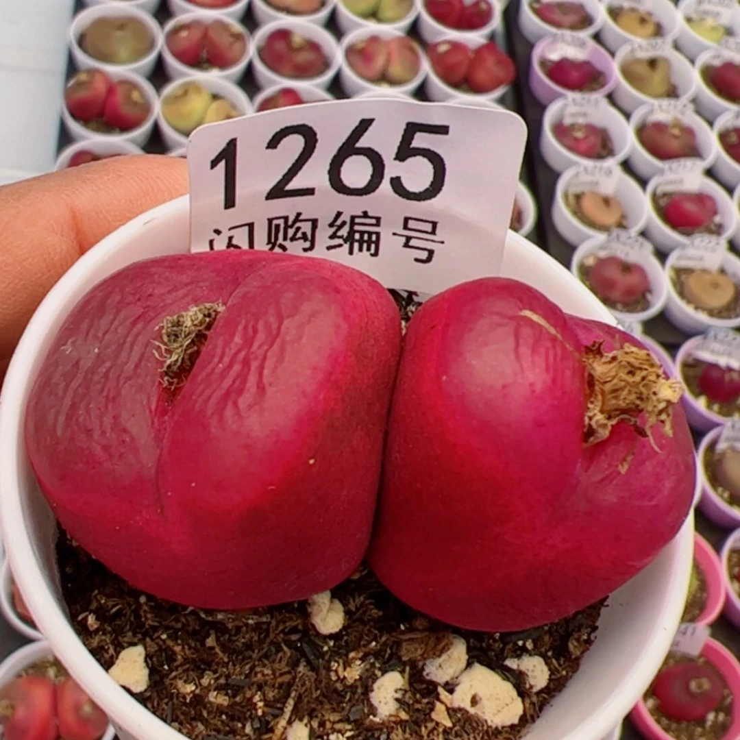 【闪购商品】?****?我很喜欢1265