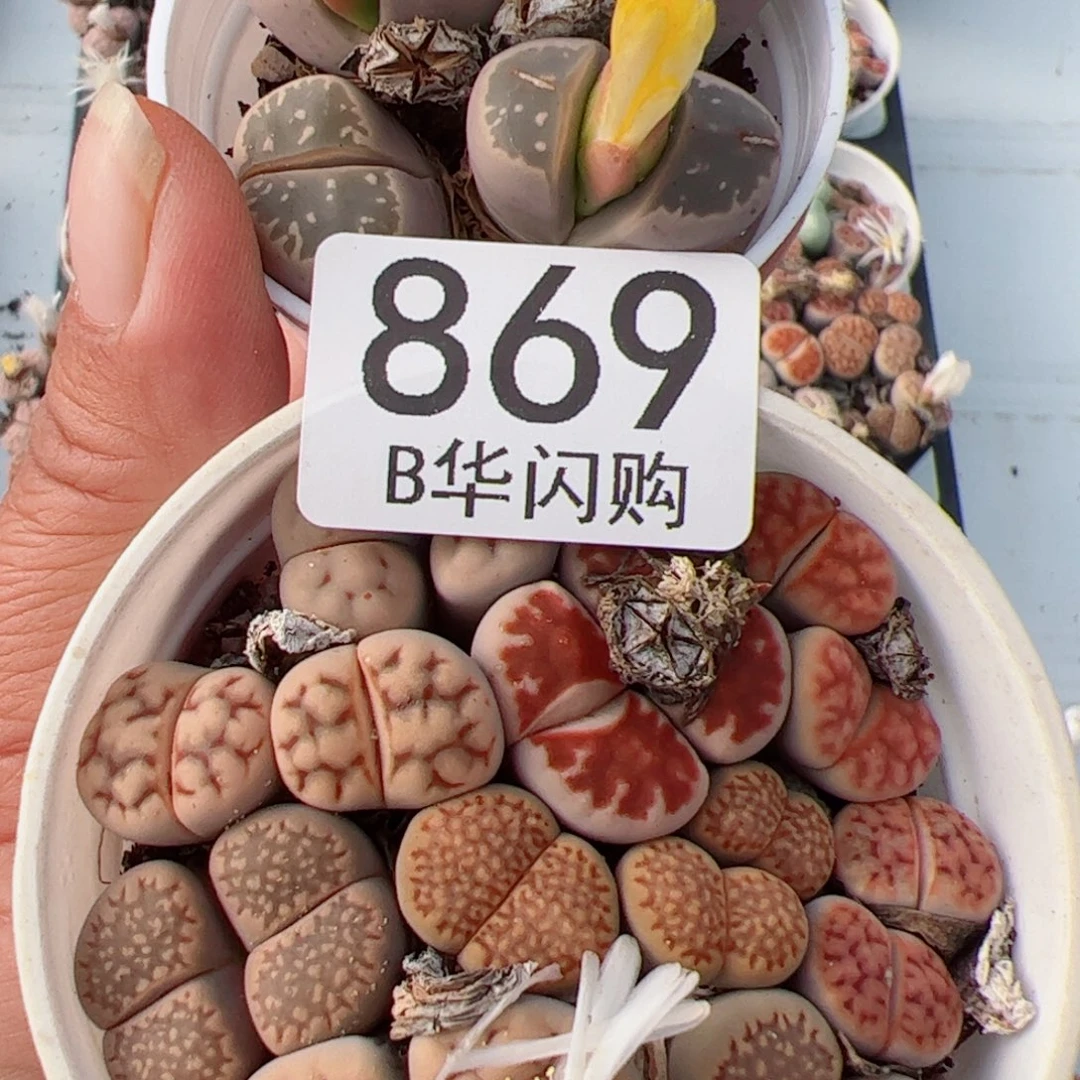 我很喜欢这个B869