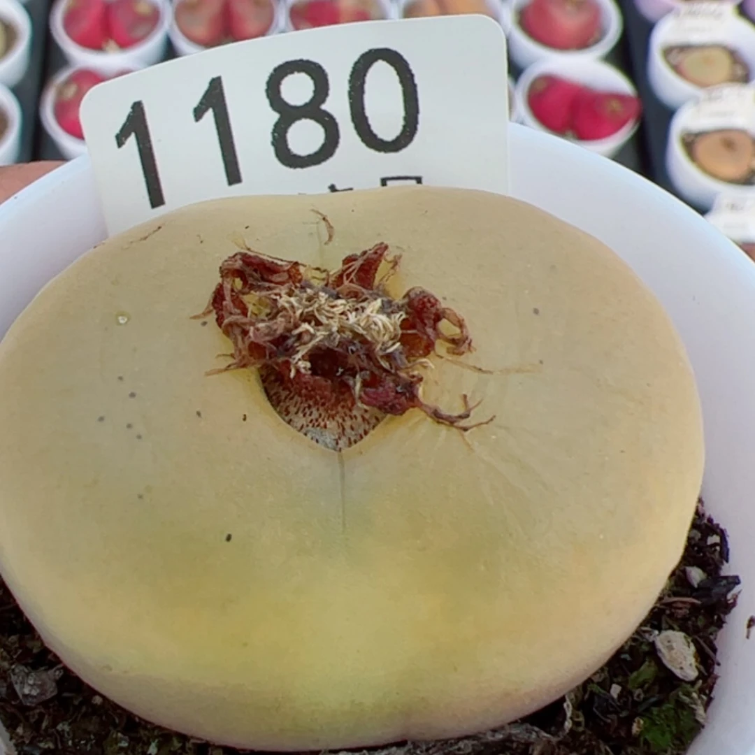 【闪购商品】?****?我是真的喜欢1180