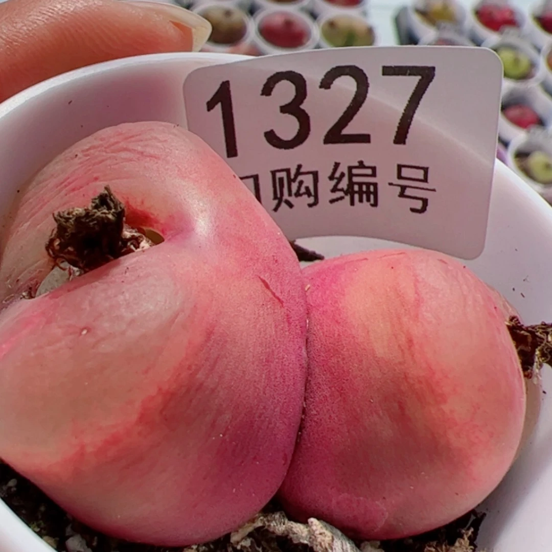 【闪购商品】?****?我很喜欢1327