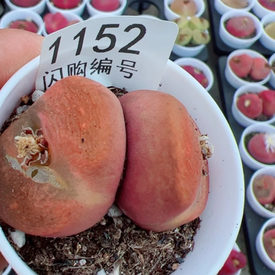 【闪购商品】钵**圆我是真的喜欢这个1152