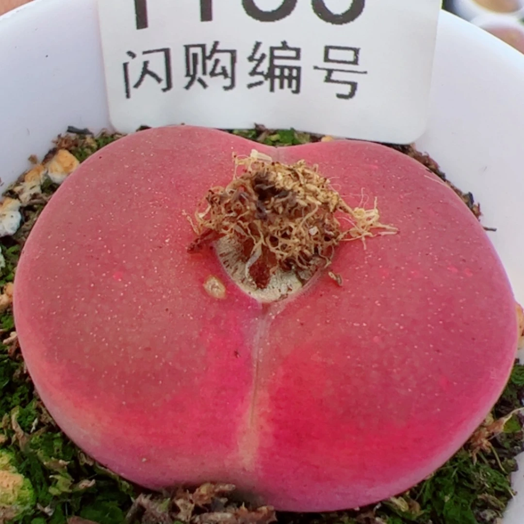 【闪购商品】钵**圆我是真的喜欢这个1153