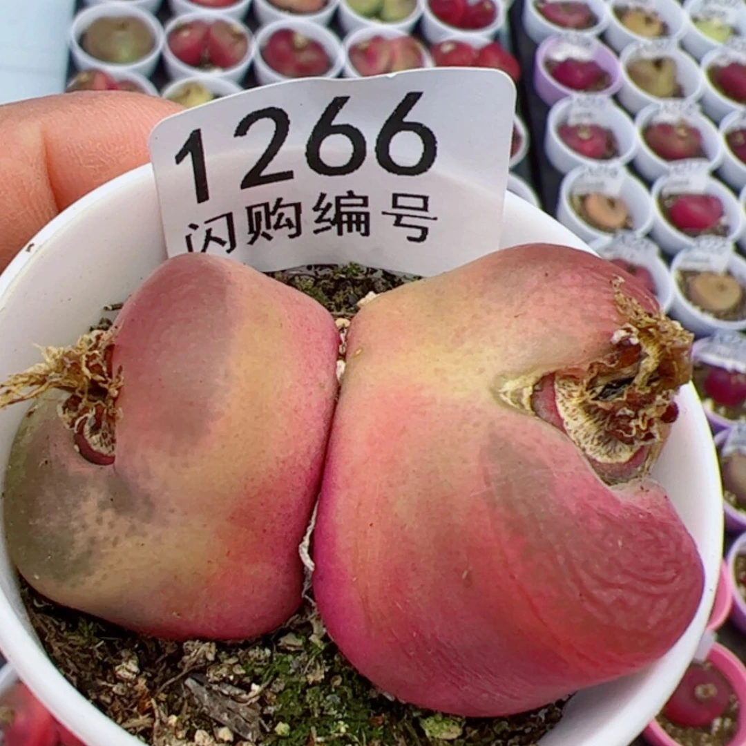 【闪购商品】焦**丁我很喜欢1266
