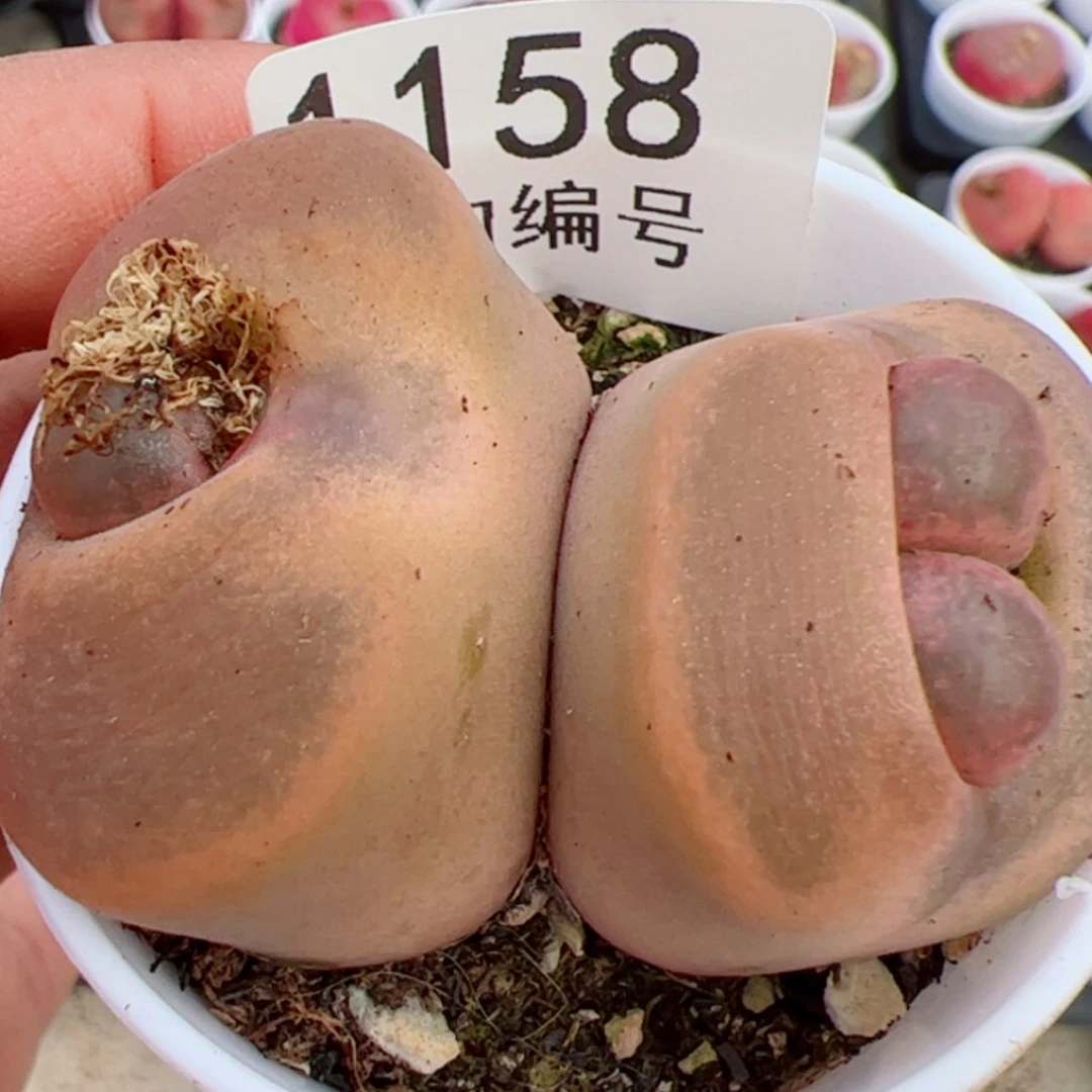 【闪购商品】焦**丁我是真的喜欢这个1158