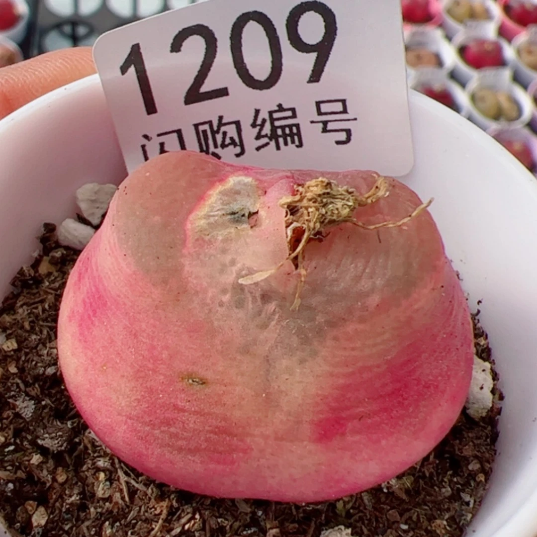 【闪购商品】焦**丁我很喜欢1209