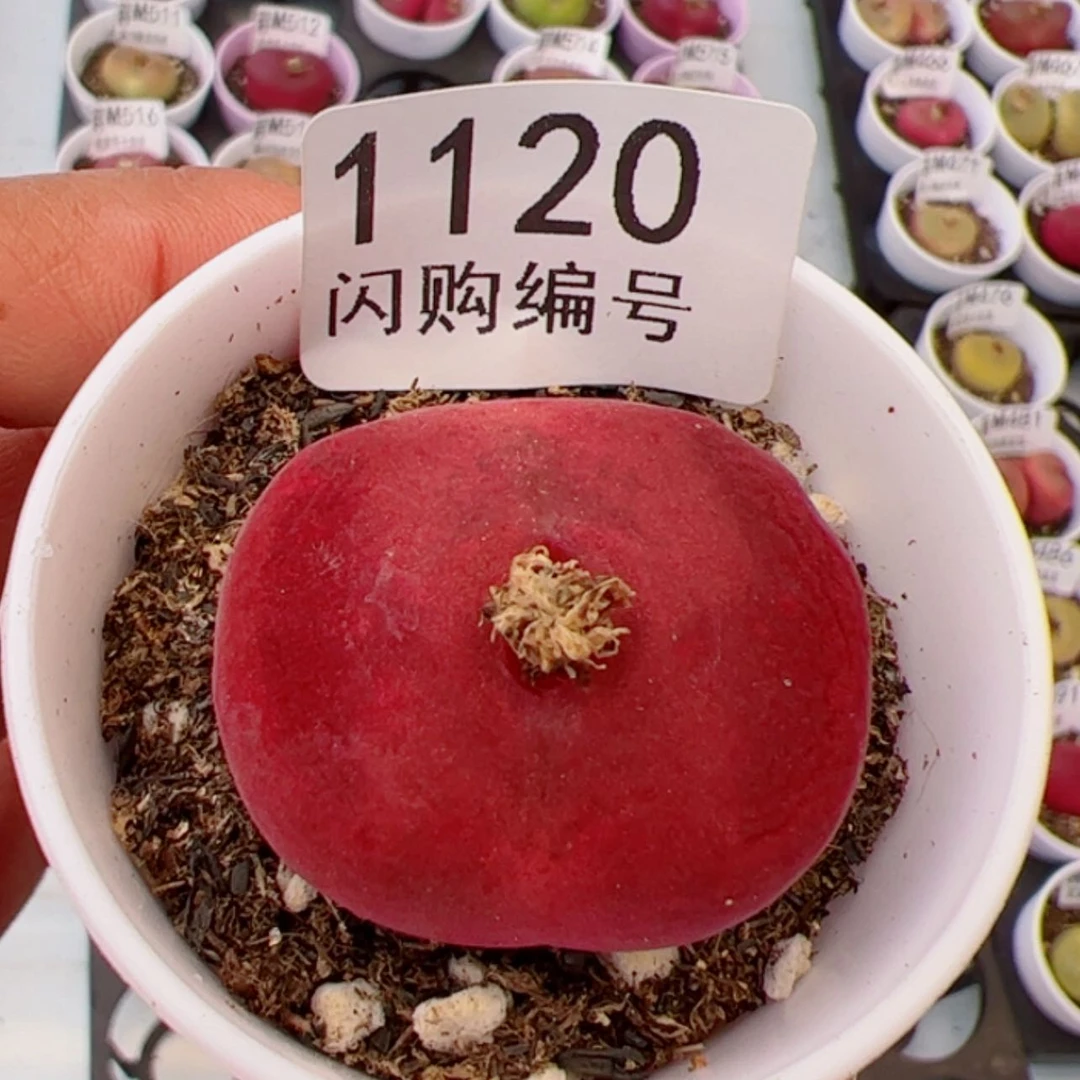 【闪购商品】我也是一种习惯1120