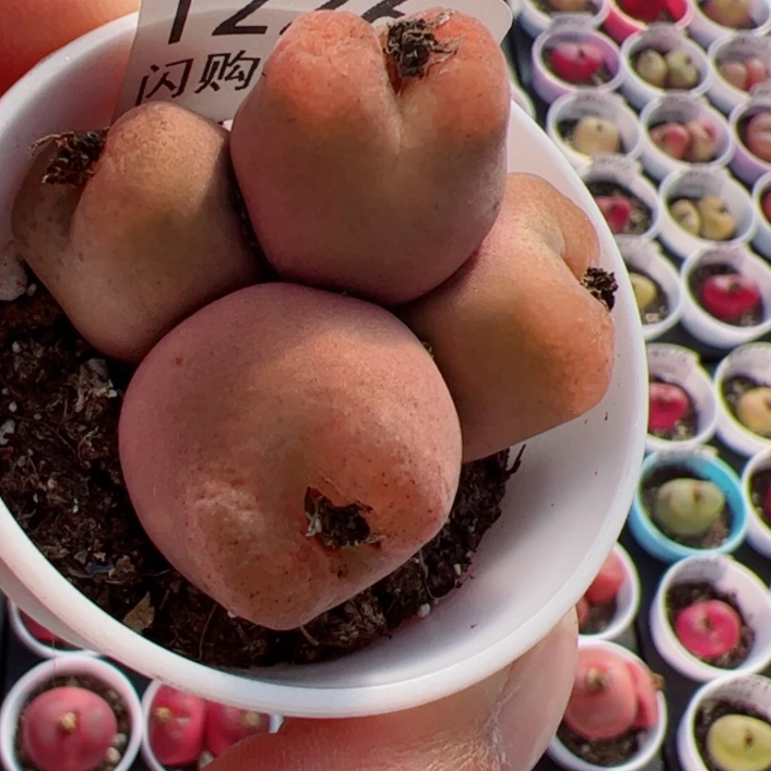 【闪购商品】I***璐我很喜欢1226