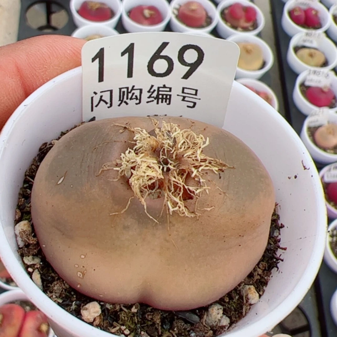 【闪购商品】钵**圆我是真的喜欢这个1169