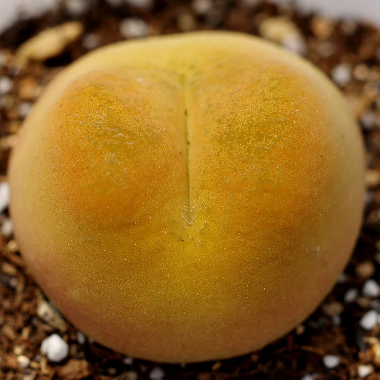 尤B101— 尤B150多肉植物番杏科生石花肉锥一物一拍3